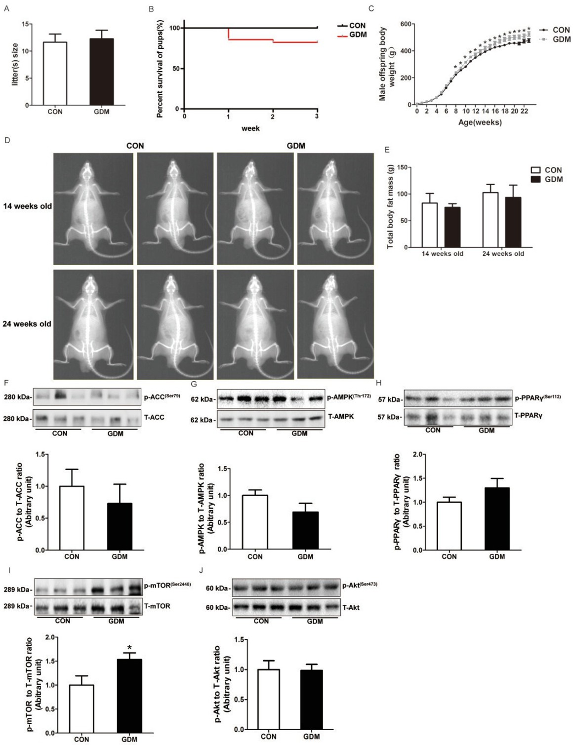 Close Fig 2 Gdm Male Offspring Rats Are Associated With Accelerated Growth After Birth A Litter Size B Survival Rate Of All Pups C Body Weight Of Male Offspring Rats D Representative Dxa Scans Of Male Offspring Rats E Estimated Total Fat Mass Of Male