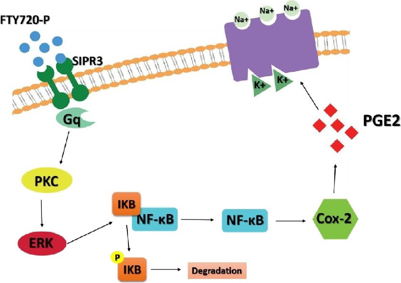 Fty720 P Upregulates The Na K Atpase In Hepg2 Cells By