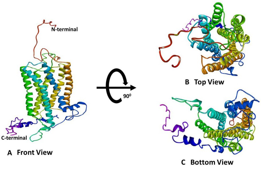 Ribbon diagram showing the structural alignment of hHO-2 (cyan) with