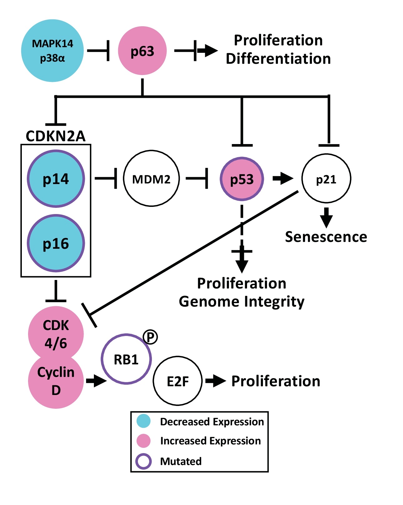 An Epigenetic Role of Mitochondria in Cancer